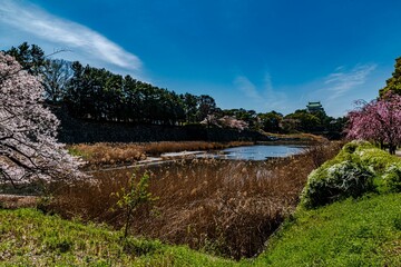 名古屋城と満開の桜
