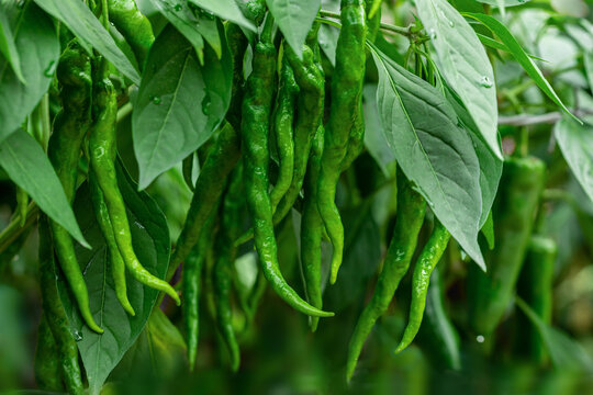 The western rural farm-style garden fresh vegetables