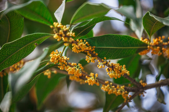 Sweet osmanthus and ancient buildings