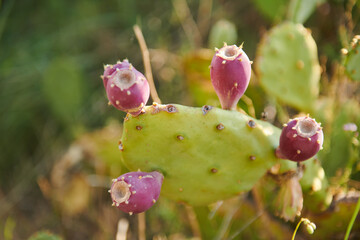 Prickly pear genus of plants in the cactus family