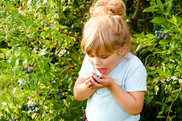 Little preschool girl picking fresh berries on blueberry field. Toddler child pick blue berry on...
