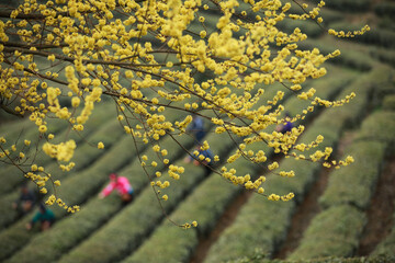 The tea garden in spring is full of yellow flowers
 
