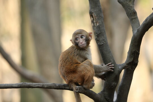 a Guizhou Qianling mountain rhesus monkey on the tree in the sun