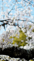 Obraz premium 桜 風景