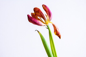 Tulpe | gemalt