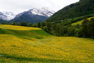 the Swiss Alps in spring with alpine meadows covered with dandelions	
