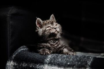 Adorable little scottish black tabby kitten.