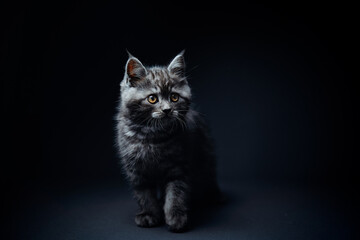 Studio shot of adorable scottish black tabby kitten on dark background.
