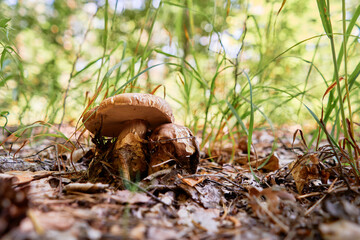 Forest scene. Mushrooms on the ground.