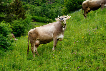 scenic Italian Alps of the Partschins or Parcines region of South Tyrol (Italy, South Tyrol, Rabland or Rablà, Merano)	