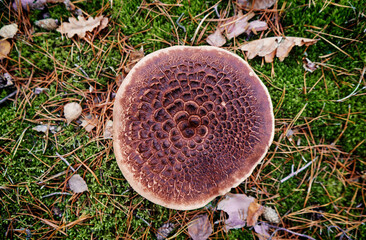 Agaric forest mushroom in fall season.