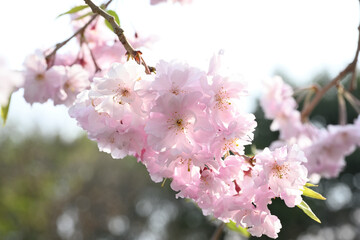 ピンクに色づいた満開の桜の花