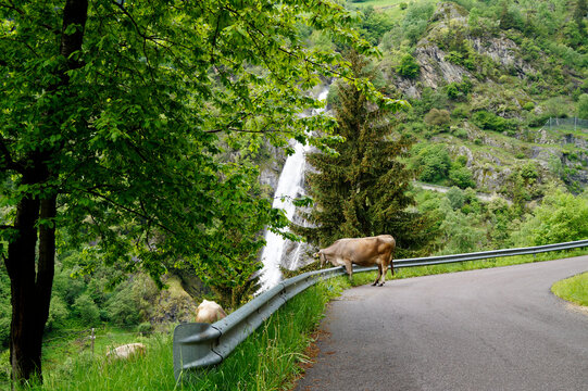 a cow by the breathtaking Parcines waterfall in the Italian Alps of the Partschins or Parcines region of South Tyrol (Italy, South Tyrol, Rabland or Rablà , Merano)