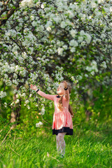 little girl walks through a blooming apple orchard