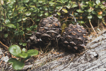Closeup of small delicate and beautiful cedar cones on the mossy ground among lingonberry leaves. Stock wildwood photo rustic scene. Selective focus, blurred background stock photography