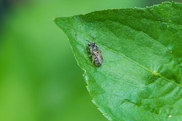 bee the little one is on the big green leaf.