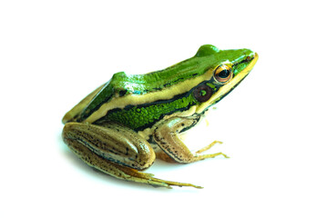 Green paddy frog ,Leaf frog, Common green frog,  Tree frog, (Hylarana erythraea) a small amphibian species isolated on white background.