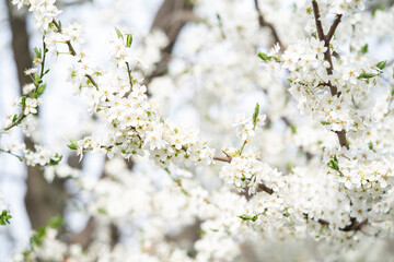 Blooming Tree Branches With With Flowers During Spring