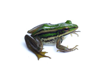 Green paddy frog ,Leaf frog, Common green frog,  Tree frog, (Hylarana erythraea) a small amphibian species isolated on white background.