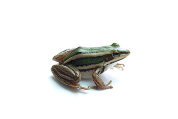 Green paddy frog ,Leaf frog, Tree frog, (Hylarana erythraea) a small amphibian species isolated on white background.
