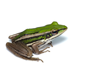 Green paddy frog ,Leaf frog, Common green frog,  Tree frog, (Hylarana erythraea) a small amphibian species isolated on white background.