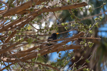 blackbird perched among tree branches
