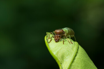 Weaver ants,Green ants (Oecophylla smaragdina) on green leaves.