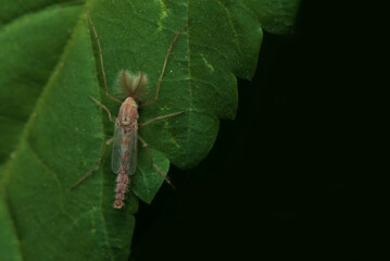 A huge mosquito lie still on green leaves.