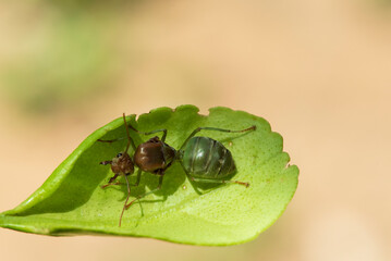 Weaver ants,Green ants (Oecophylla smaragdina) on green leaves.