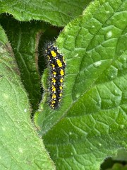 scarlet tiger moth caterpillar crawling on leaf