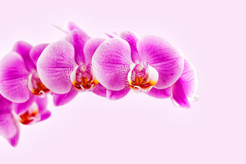 Fototapeta na wymiar Beautiful orchid on pink background. Phalaenopsis in bloom
