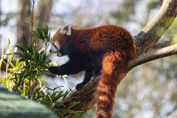 Red Panda