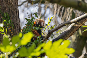 Red Panda