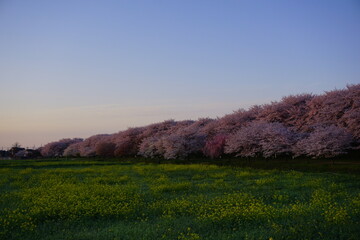 Obraz premium 2022権現堂