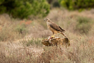 Young male Northern goshawk eating a prey in an oak and pine forest in the last light of the afternoon