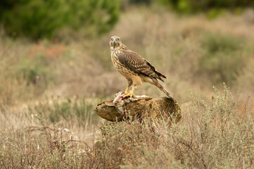 Young male Northern goshawk eating a prey in an oak and pine forest in the last light of the afternoon