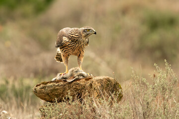 Young male Northern goshawk eating a prey in an oak and pine forest in the last light of the afternoon