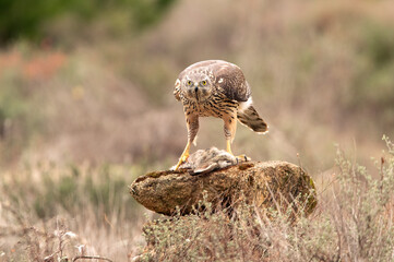 Young male Northern goshawk eating a prey in an oak and pine forest in the last light of the afternoon