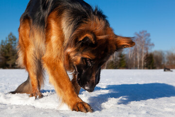 Dog German Shepherd on a walk in winter, digs snow, against the backdrop of a forest, blue sky.