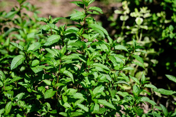 Fototapeta na wymiar Fresh green peppermint or mentha × piperita, also known as Mentha balsamea leaves in direct sunlight, in an organic herbs garden, in a sunny summer day