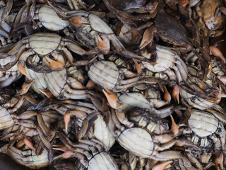 fresh oysters in the market
