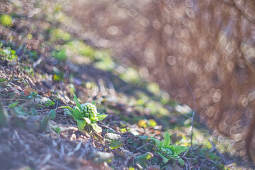 春のふきのとう / Japanese butterbur
オールドレンズで撮影した玉ボケ写真です。