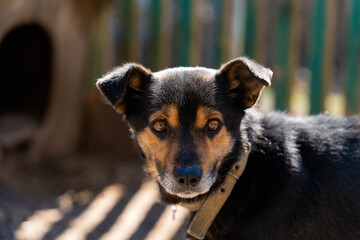 Domestic mongrel rural dog on a chain. close-up portrait. Homeless animal shelter concept