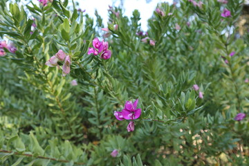 Napoli - Fiori di Polygala Mytifolia nell'Orto Botanico