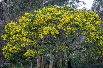Acacia dealbata, acacia mimosa, shrub or arboreal species belonging to the legume family in a park in the village of Pontevedra, in Galicia (Spain)