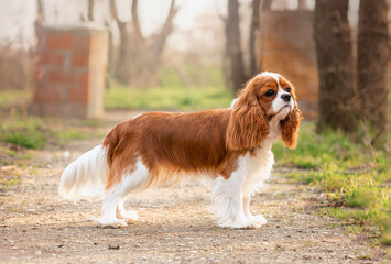 dog cavalier king charles spaniel walks in spring