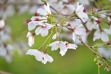 桜