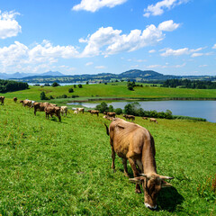 Gl&uuml;ckliche K&uuml;he auf einer saftigen Weide am idyllischen Schapfensee im Ostallg&auml;u