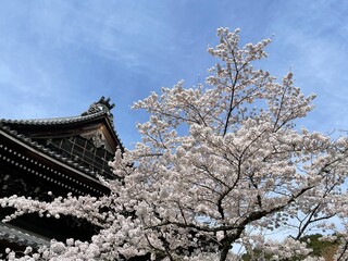 Naklejka premium japanese blossom temple kyoto japan sakura blue sky 青空 空 桜 京都