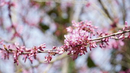 Branches with fresh pink flowers of Judas tree or Cercis siliquastrum. Image of a Judas tree in full blooming